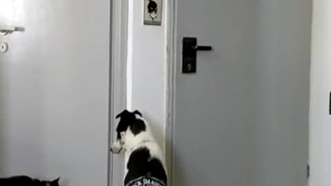 Dog with black motorcycle jacket on watches cat walk past door