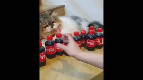 Funny Animals- - Best Of The 2020 Funny Animal Videos