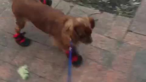 Brown dog with snow boots walking funny