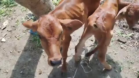 ready to experience the cutest moment ever caught on camera - a baby