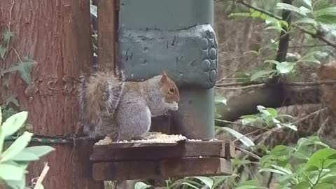 Head shot gray squirrel airgun pest control