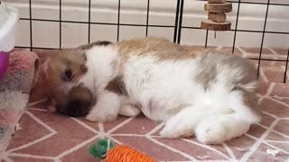 The cutest sleeping bunny ever!