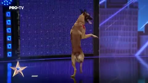 DOG! TALENTED Câinele care a uimit toata sala | Romania's Got Talent