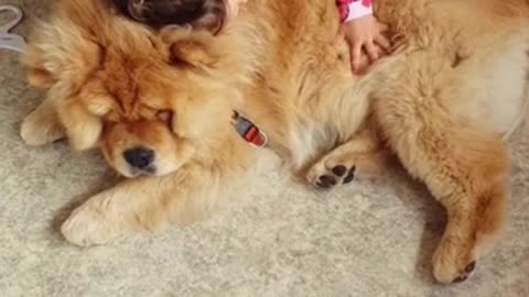 Sweet little girl loves to hug her gentle giant doggy