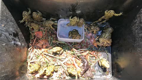 Bin Full of FROGS!!!!!!!