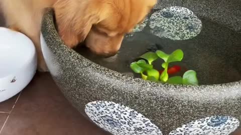 Funny dog help the goldfish move to a new fish tank