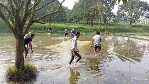 খেবলা জাল দিয়ে মাছ ধরার ভিডিও || Net fishing video || Bangladesh