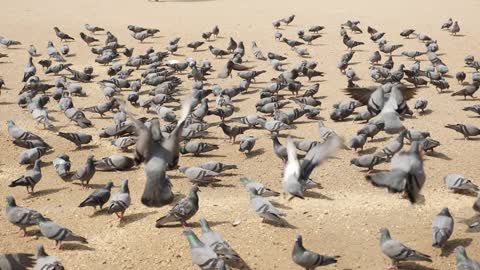 Clip of group of pigeons sitting and eating seeds on a street