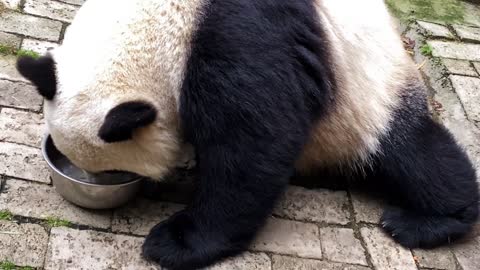 The slow life of pandas