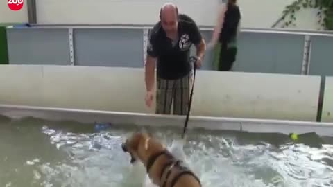 Swimming Pool For Dogs in Germany👀🐕🐕