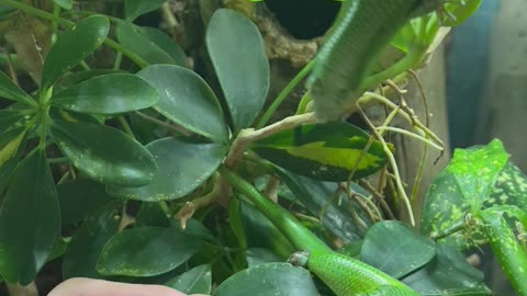 A Hungry Skink Falls Into Its Food