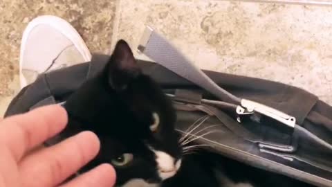 Cat Doesn't Care About Personal Privacy