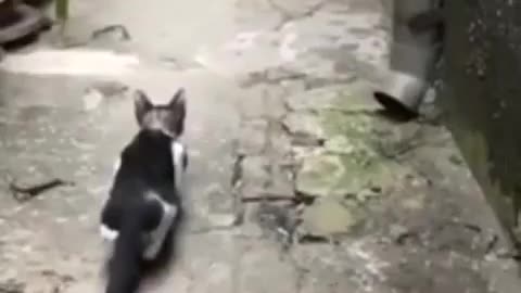 cat hunting bird 🐱🐱