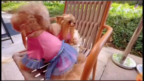 Lovely Puppy family lunch disturbed by a Kitty viral video