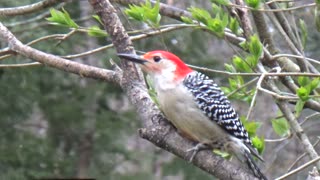 Red-Bellied Woodpecker