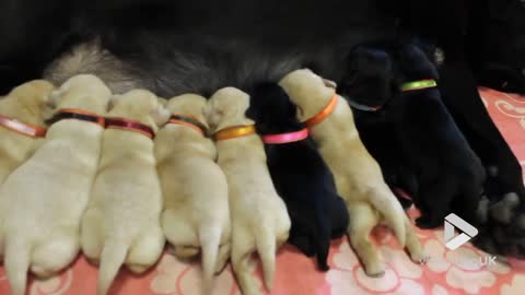 Puppies feeding time