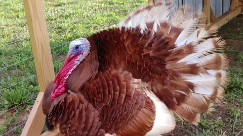 Bourbon Red Turkeys