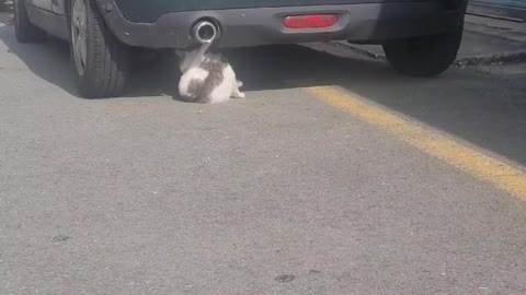 A video of a stray cat washing her face in the morning