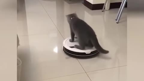 Cat is having fun