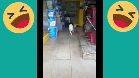 Videos divertido de gatos (Funny Cat)