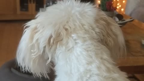 Rescue Pup Can't Get Enough of Puppy Bowl!