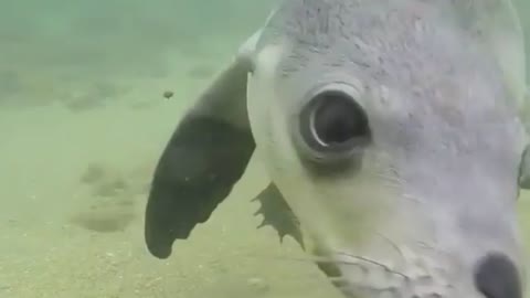 Show you the little sea lions playing in the water