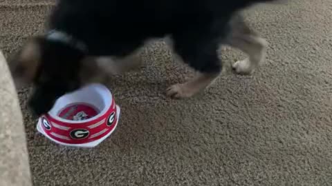 Puppy gets very angry at empty food bowl