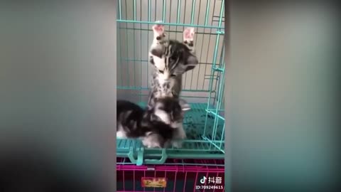 Cute and Funny Cats (TikTok)