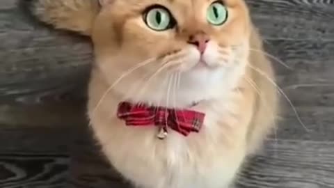 Cat funny video animal video tik tok video pet and animal short funny video