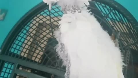 Cockatoo has tantrum