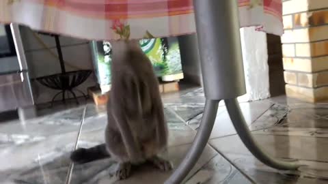 My cat, named Dino, doesn't like the tablecloth