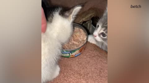 Cat Gets Embarrassed After Biting The Carpet