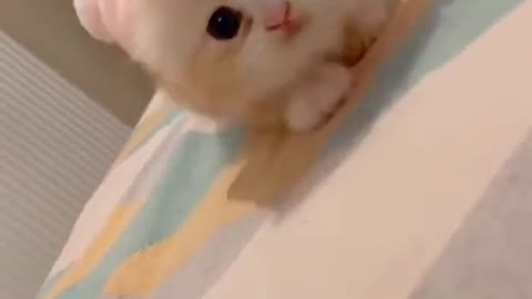 ❤️❤️Cute cats coming slow motion short video ❤️❤️