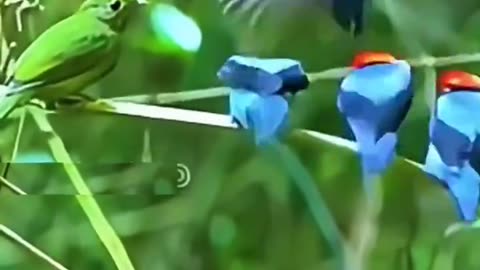 Blue Manakin Birds Try To Master Dancing Because It Is A Skill That Determines Their Chances Of Finding A Mate