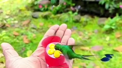 Feeding hummingbirds