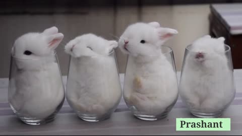 So Cute 😍 3d Beautiful Rabbit Whatsaap Status Video by Prashant