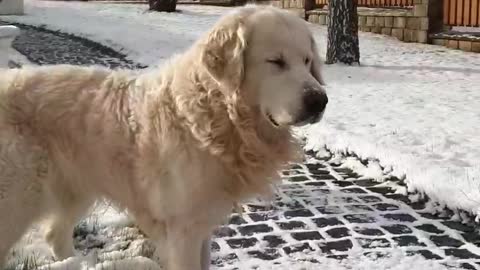 Dog & Snow