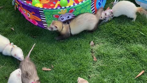 Ferrets Get Together at Local Park