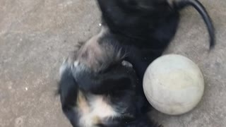 Doggy is playing his ball by himself