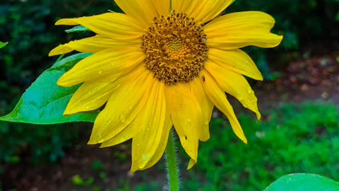 July Flowers