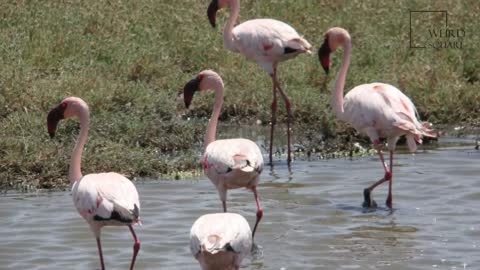 Flamingo beautiful birds beauty of our nature