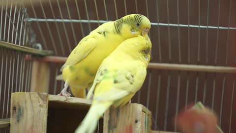 Listen and watch a very cool video of a parrot and a female parrot