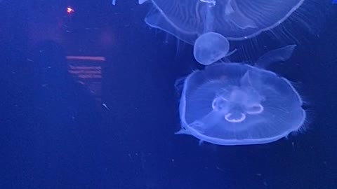 Watch jellyfish in the aquarium. AMAIZING