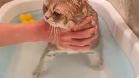 cute cat taking a bath❤️