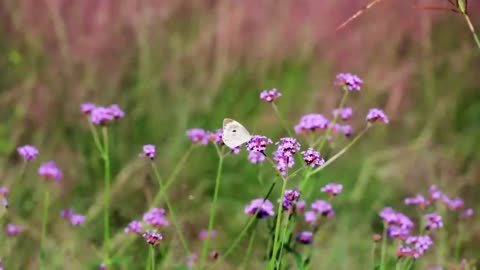 Natural simple flowers on plants butterfly bees insect