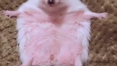 Hedgehog's Hilarious Reaction to Seeing a Camera