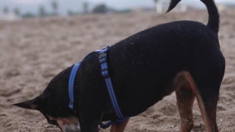 Cute Dog Digging #shorts