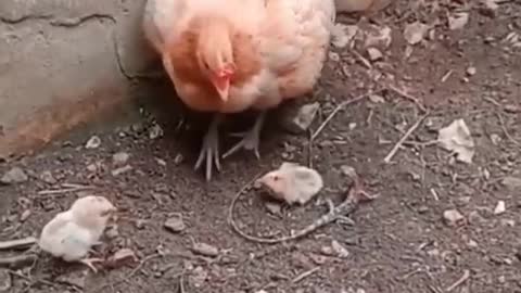 Cock Saved A Little Cock