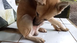 Puppy meeting - Husky is giving his body