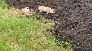 A Group of Shiba Inus Find Manure Pile